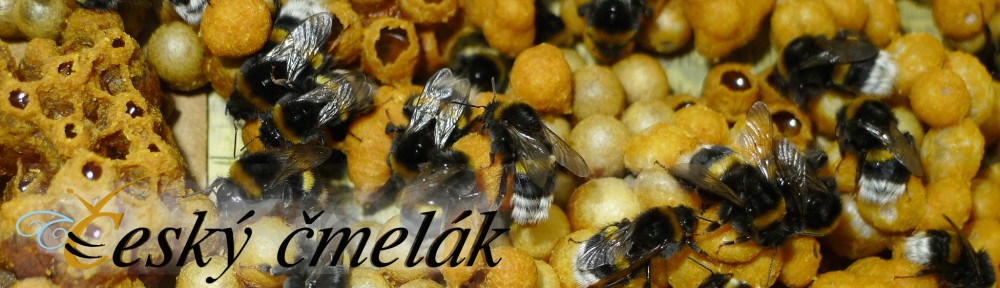 Český čmelák